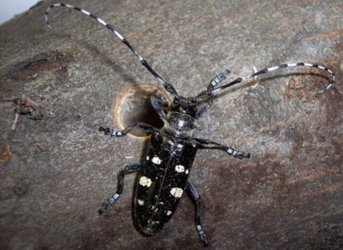 It’s time to check trees for invasive Asian longhorned beetle